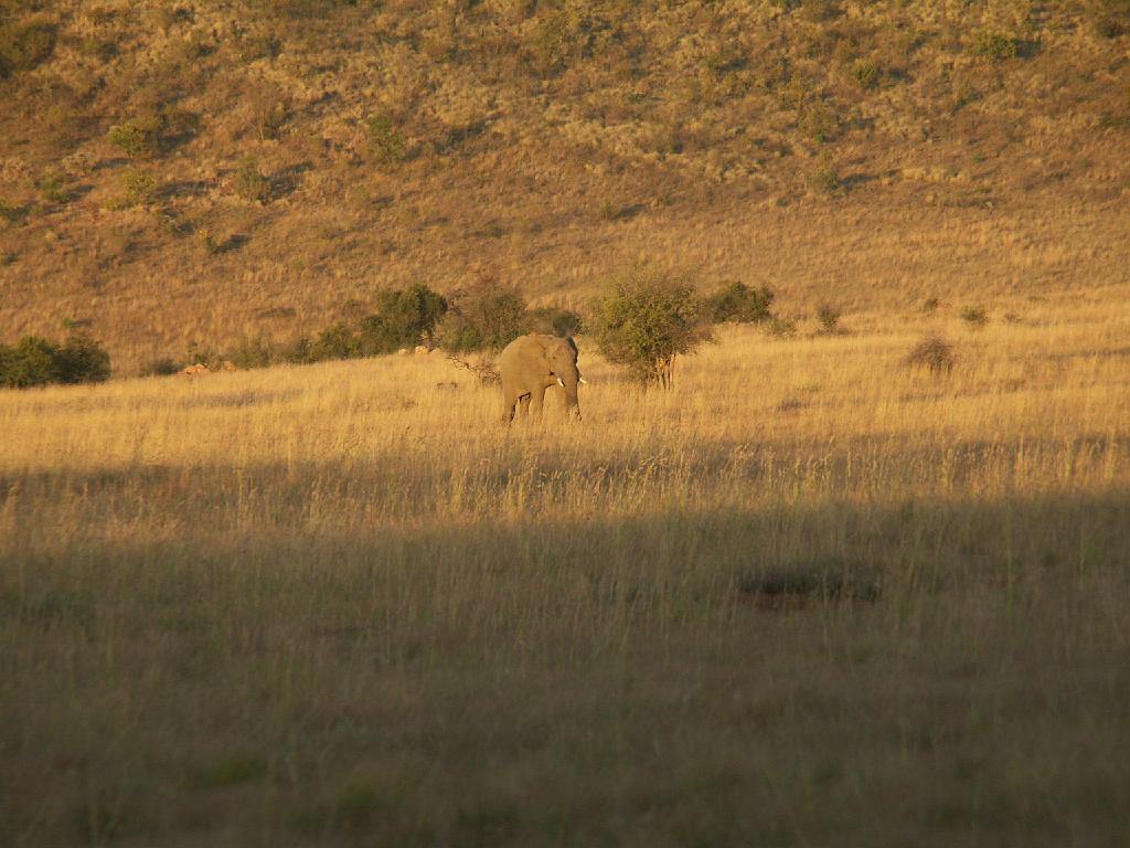 090516_Pilanesberg 353.jpg